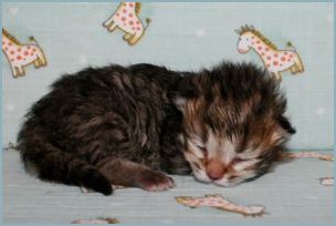 Male Siberian Kitten from Deedlebug Siberians